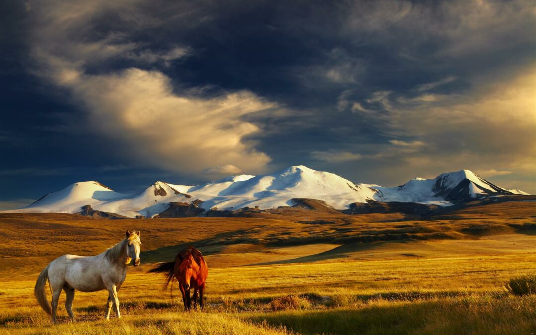 Chevaux de pâturage au coucher du soleil, plateau d’Ukok, jonction des frontières russe, mongole et chinoise.